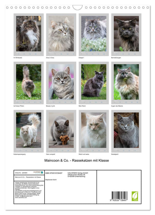 Maincoon & Co. - Rassekatzen mit Klasse (CALVENDO Wandkalender 2026)
