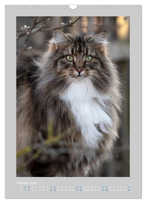 Maincoon & Co. - Rassekatzen mit Klasse (CALVENDO Wandkalender 2026)