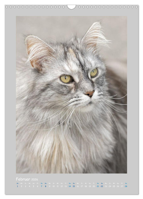 Maincoon & Co. - Rassekatzen mit Klasse (CALVENDO Wandkalender 2026)