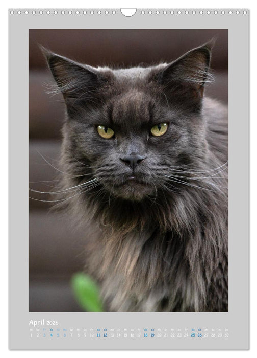 Maincoon & Co. - Rassekatzen mit Klasse (CALVENDO Wandkalender 2026)