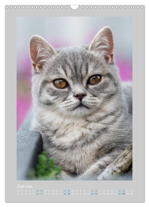 Maincoon & Co. - Rassekatzen mit Klasse (CALVENDO Wandkalender 2026)