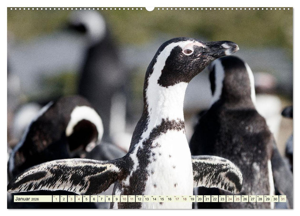 Afrikahighlights - Safarifeeling (CALVENDO Wandkalender 2026)