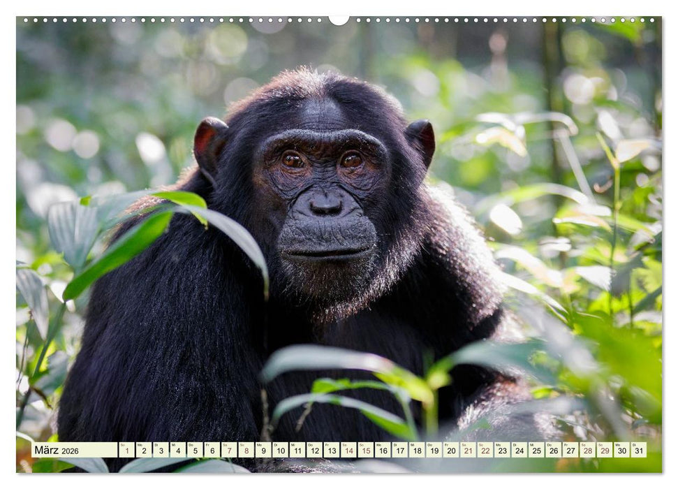 Afrikahighlights - Safarifeeling (CALVENDO Wandkalender 2026)