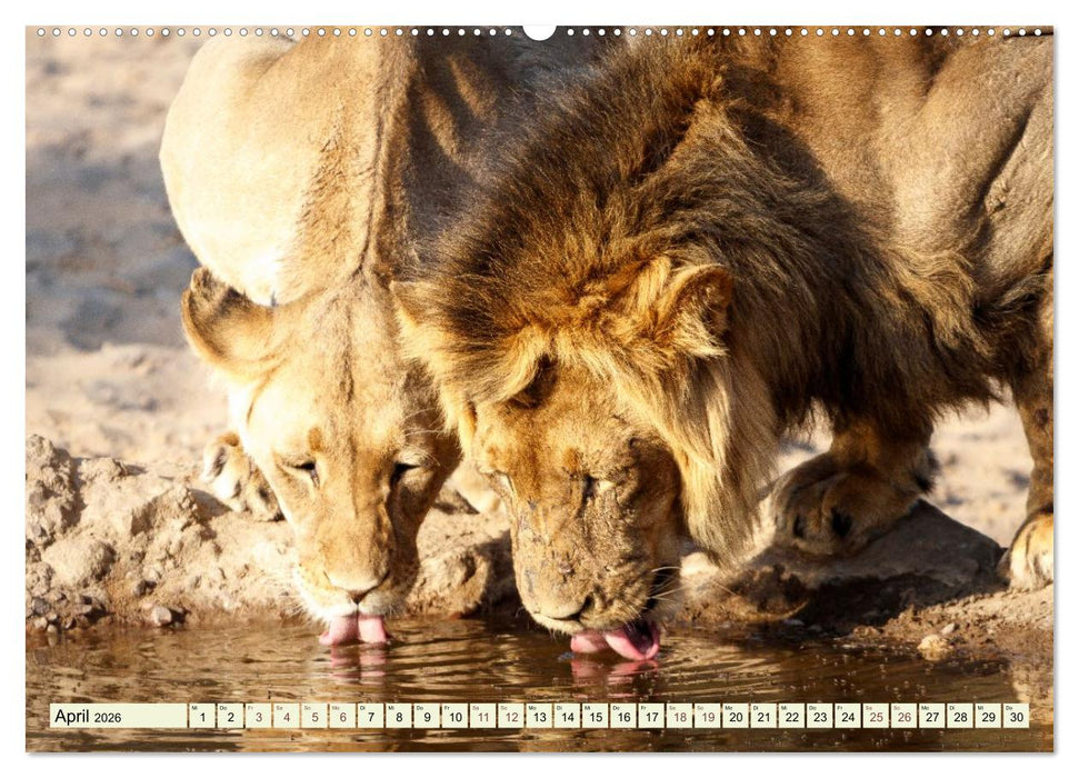 Afrikahighlights - Safarifeeling (CALVENDO Wandkalender 2026)