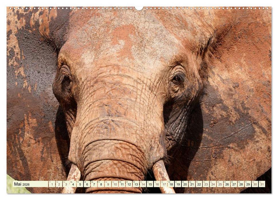 Afrikahighlights - Safarifeeling (CALVENDO Wandkalender 2026)