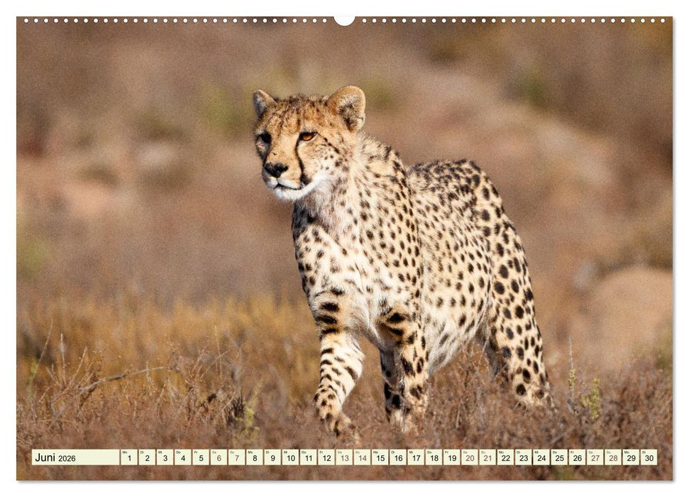 Afrikahighlights - Safarifeeling (CALVENDO Wandkalender 2026)