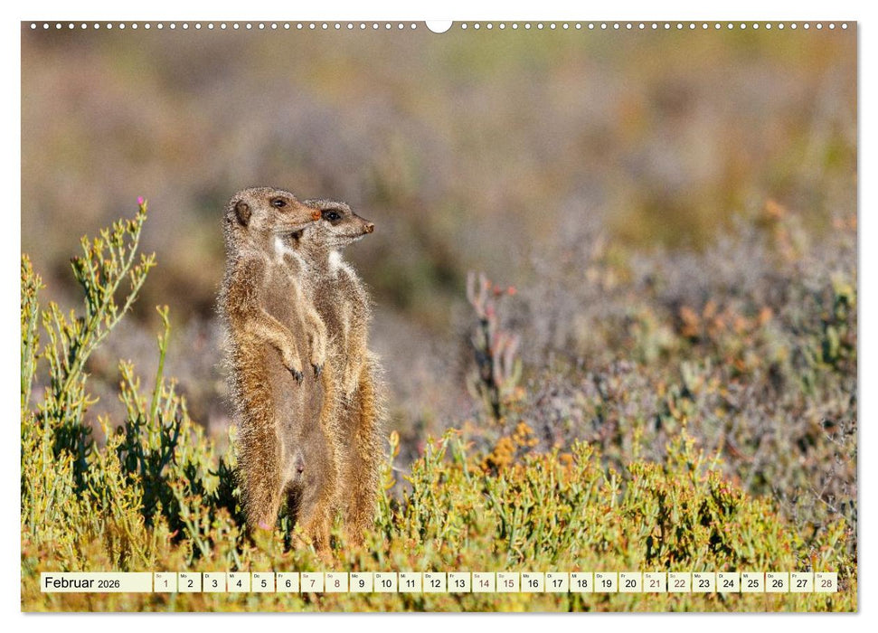 Afrikahighlights - Safarifeeling (CALVENDO Premium Wandkalender 2026)