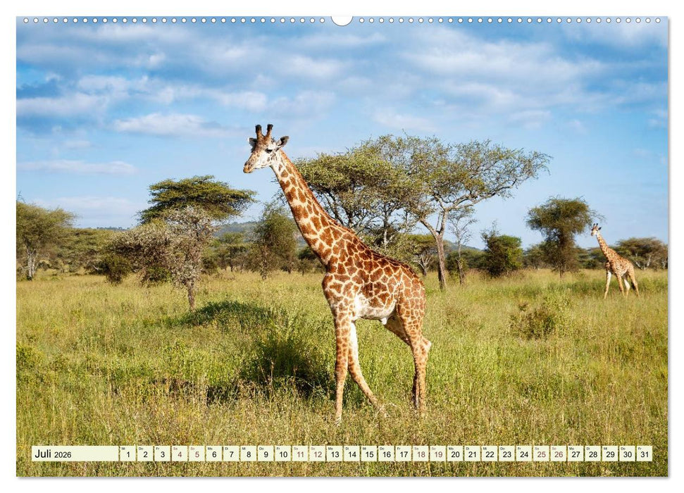 Afrikahighlights - Safarifeeling (CALVENDO Premium Wandkalender 2026)