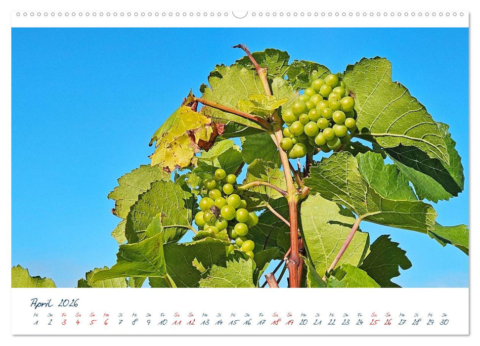 Königswinter-Oberdollendorf – Traum-Trip durch farbenprächtige Weinberge (CALVENDO Wandkalender 2026)