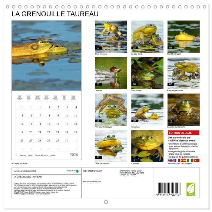 LA GRENOUILLE TAUREAU (CALVENDO Calendrier mensuel 2026)