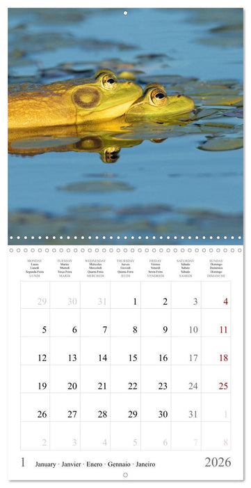 LA GRENOUILLE TAUREAU (CALVENDO Calendrier mensuel 2026)