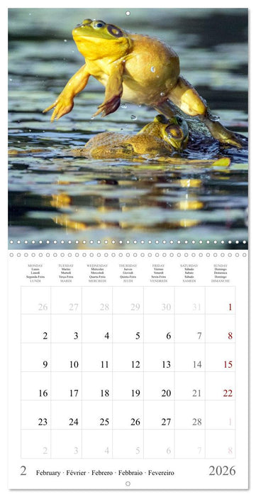 LA GRENOUILLE TAUREAU (CALVENDO Calendrier mensuel 2026)