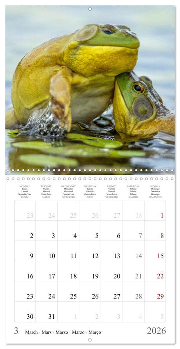 LA GRENOUILLE TAUREAU (CALVENDO Calendrier mensuel 2026)