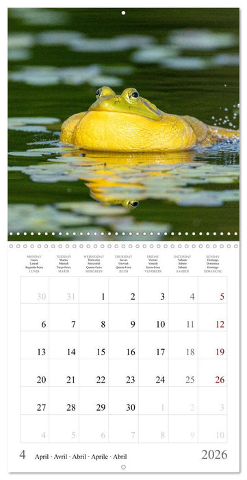 LA GRENOUILLE TAUREAU (CALVENDO Calendrier mensuel 2026)