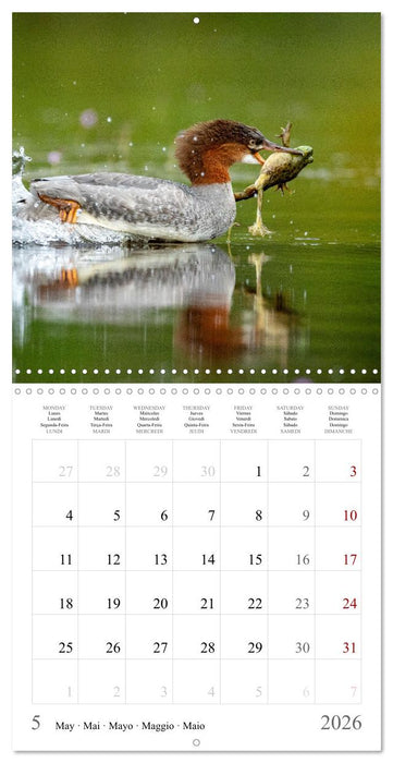 LA GRENOUILLE TAUREAU (CALVENDO Calendrier mensuel 2026)