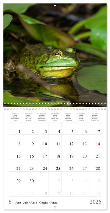 LA GRENOUILLE TAUREAU (CALVENDO Calendrier mensuel 2026)
