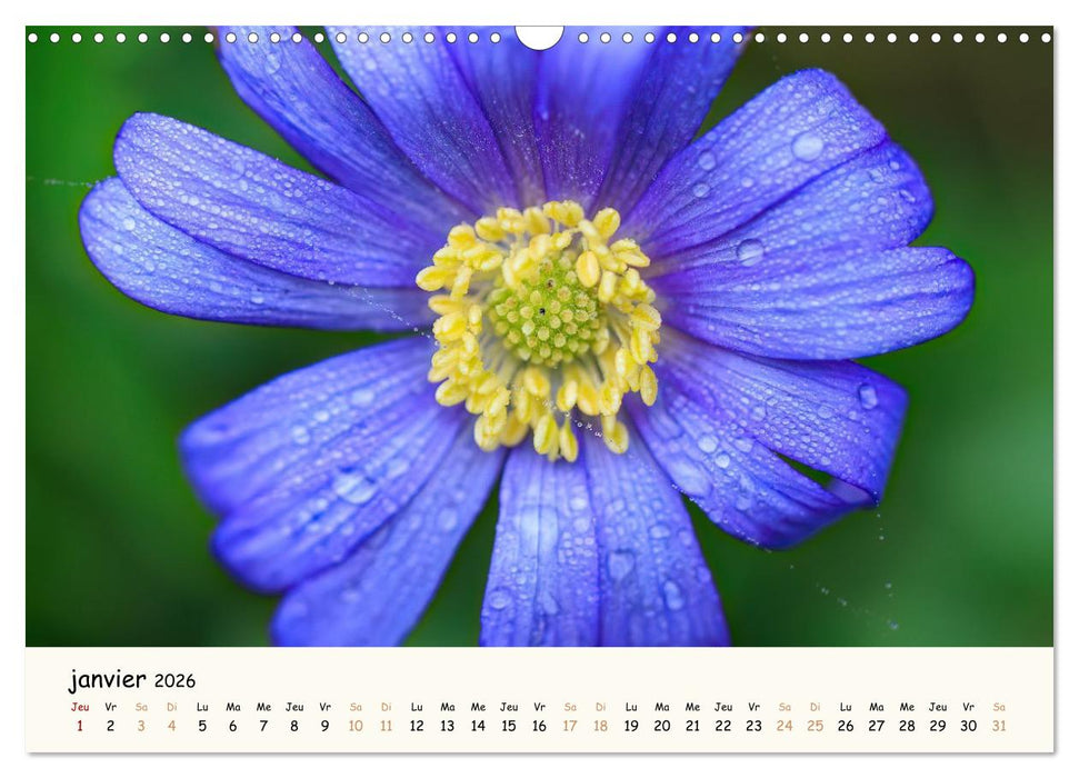 Au cœur des fleurs (CALVENDO Calendrier mensuel 2026)