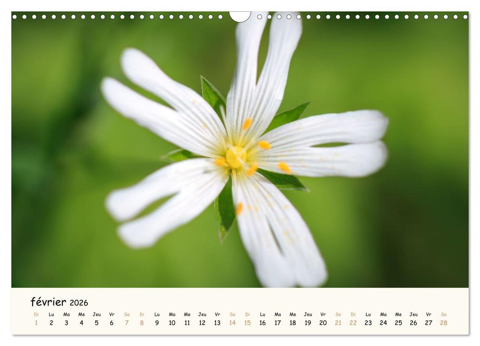 Au cœur des fleurs (CALVENDO Calendrier mensuel 2026)