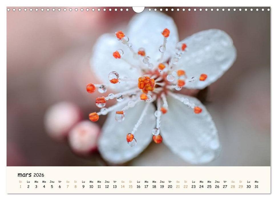 Au cœur des fleurs (CALVENDO Calendrier mensuel 2026)