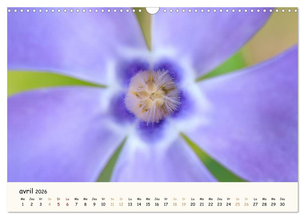 Au cœur des fleurs (CALVENDO Calendrier mensuel 2026)