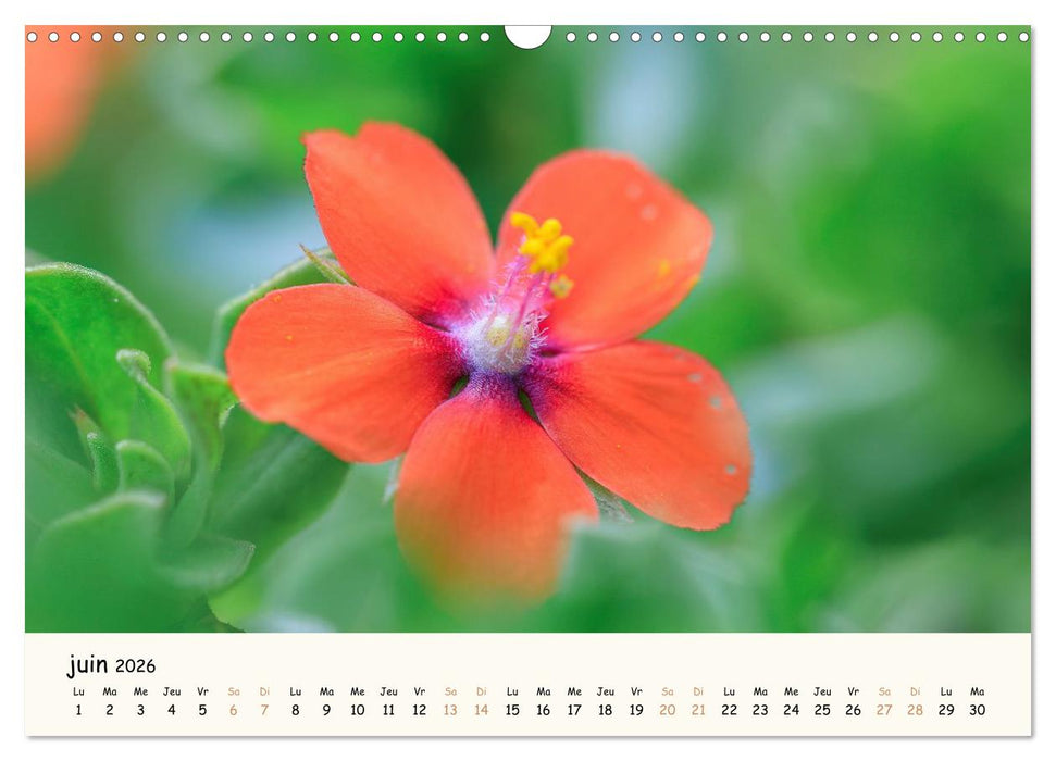 Au cœur des fleurs (CALVENDO Calendrier mensuel 2026)