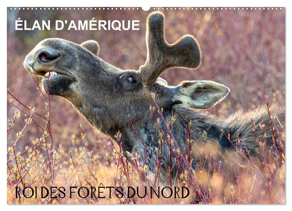 ÉLAN D'AMÉRIQUE - ROI DES FORÊTS DU NORD (CALVENDO Calendrier mensuel 2026)