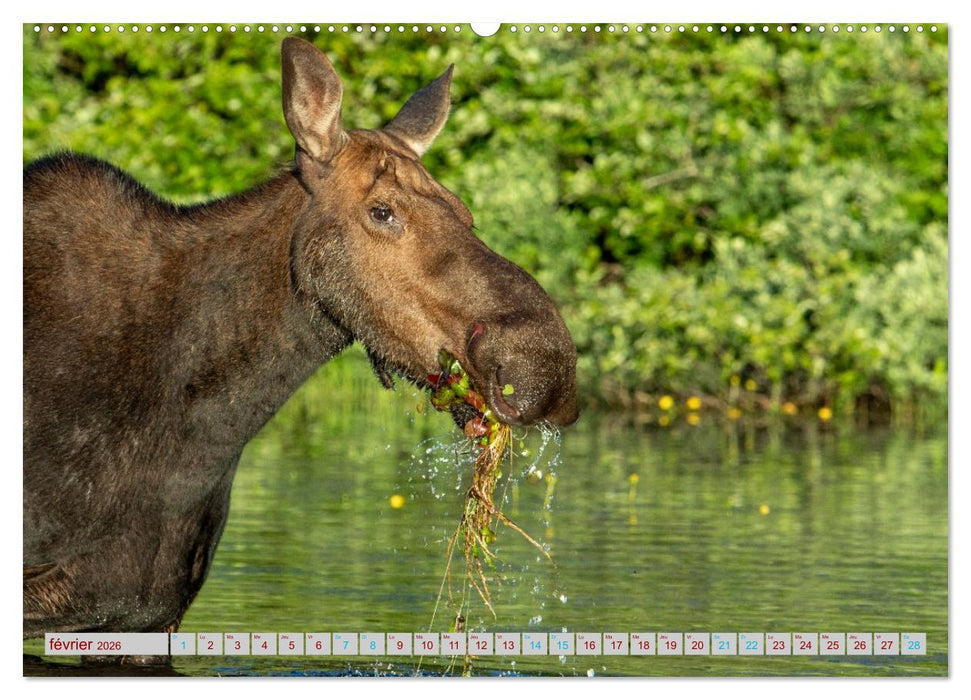 ÉLAN D'AMÉRIQUE - ROI DES FORÊTS DU NORD (CALVENDO Calendrier mensuel 2026)
