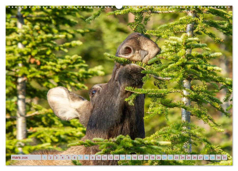 ÉLAN D'AMÉRIQUE - ROI DES FORÊTS DU NORD (CALVENDO Calendrier mensuel 2026)