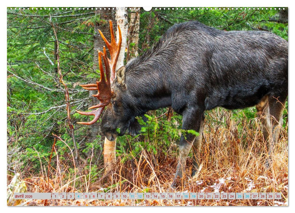 ÉLAN D'AMÉRIQUE - ROI DES FORÊTS DU NORD (CALVENDO Calendrier mensuel 2026)