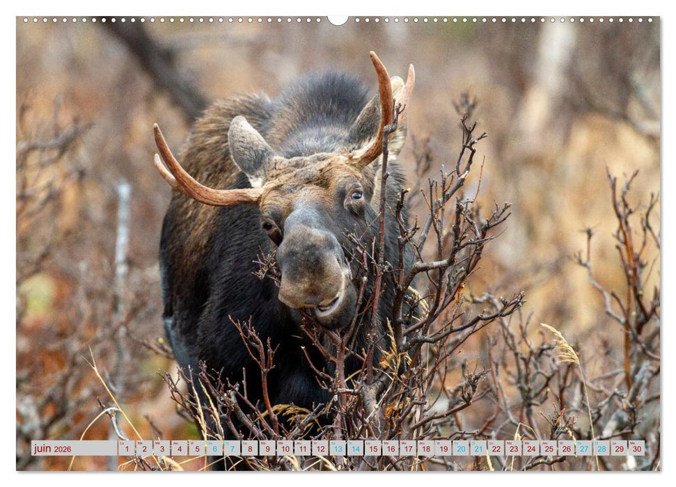 ÉLAN D'AMÉRIQUE - ROI DES FORÊTS DU NORD (CALVENDO Calendrier mensuel 2026)