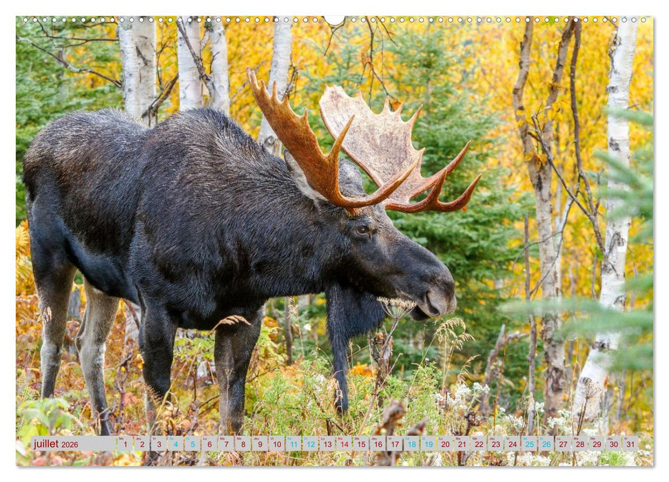 ÉLAN D'AMÉRIQUE - ROI DES FORÊTS DU NORD (CALVENDO Calendrier supérieur 2026)
