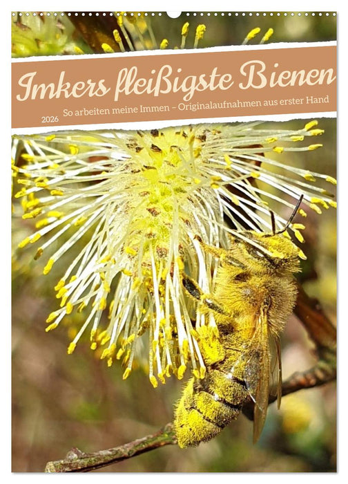 Imkers fleißigste Bienen - So arbeiten meine Immen – Originalaufnahmen aus erster Hand (CALVENDO Wandkalender 2026)