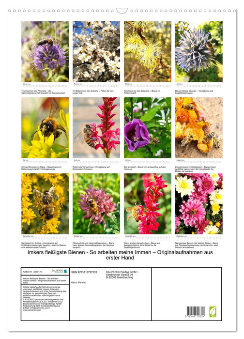 Imkers fleißigste Bienen - So arbeiten meine Immen – Originalaufnahmen aus erster Hand (CALVENDO Wandkalender 2026)