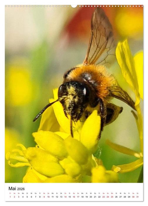 Imkers fleißigste Bienen - So arbeiten meine Immen – Originalaufnahmen aus erster Hand (CALVENDO Wandkalender 2026)