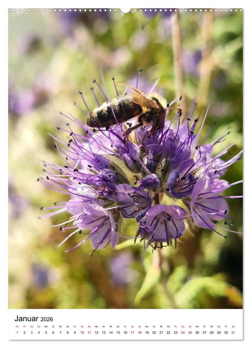 Imkers fleißigste Bienen - So arbeiten meine Immen – Originalaufnahmen aus erster Hand (CALVENDO Premium Wandkalender 2026)