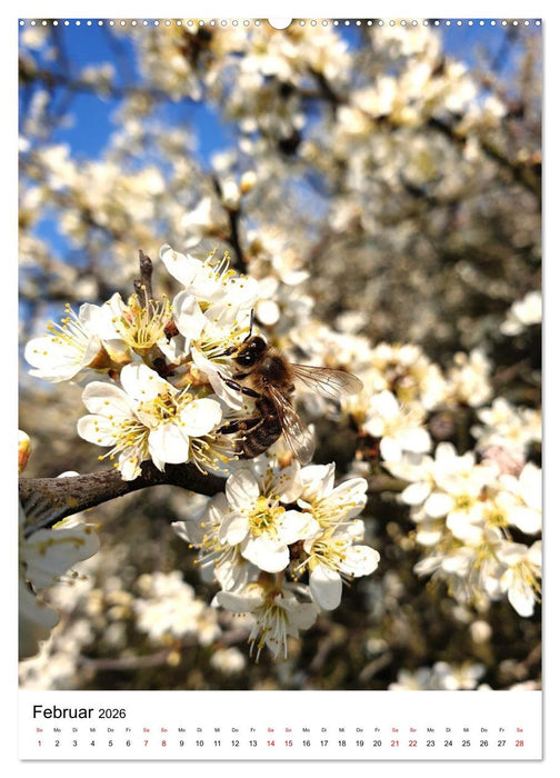 Imkers fleißigste Bienen - So arbeiten meine Immen – Originalaufnahmen aus erster Hand (CALVENDO Premium Wandkalender 2026)