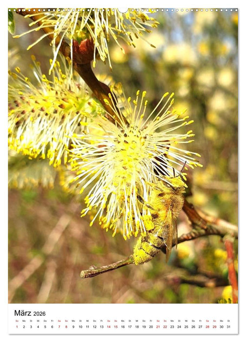 Imkers fleißigste Bienen - So arbeiten meine Immen – Originalaufnahmen aus erster Hand (CALVENDO Premium Wandkalender 2026)