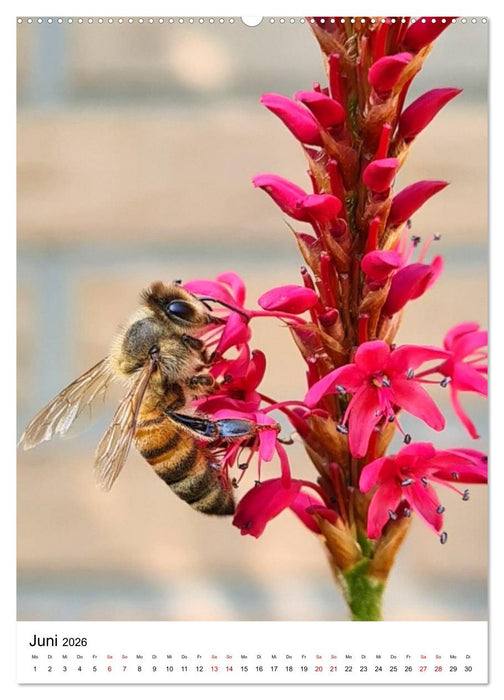 Imkers fleißigste Bienen - So arbeiten meine Immen – Originalaufnahmen aus erster Hand (CALVENDO Premium Wandkalender 2026)