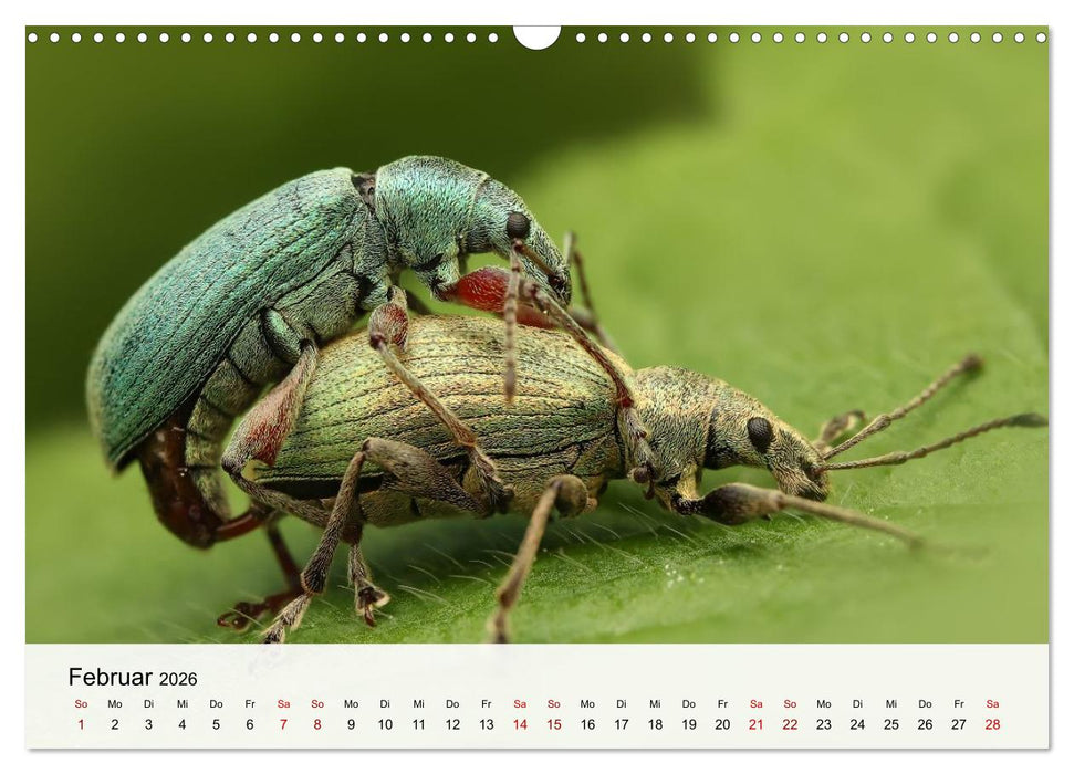 Verborgene Wunder (CALVENDO Wandkalender 2026)