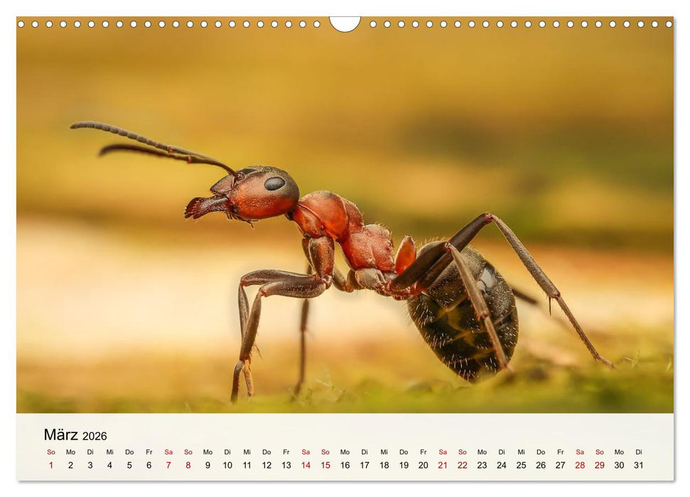 Verborgene Wunder (CALVENDO Wandkalender 2026)