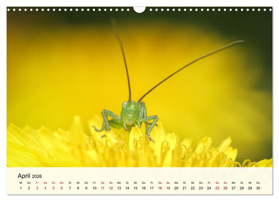 Verborgene Wunder (CALVENDO Wandkalender 2026)