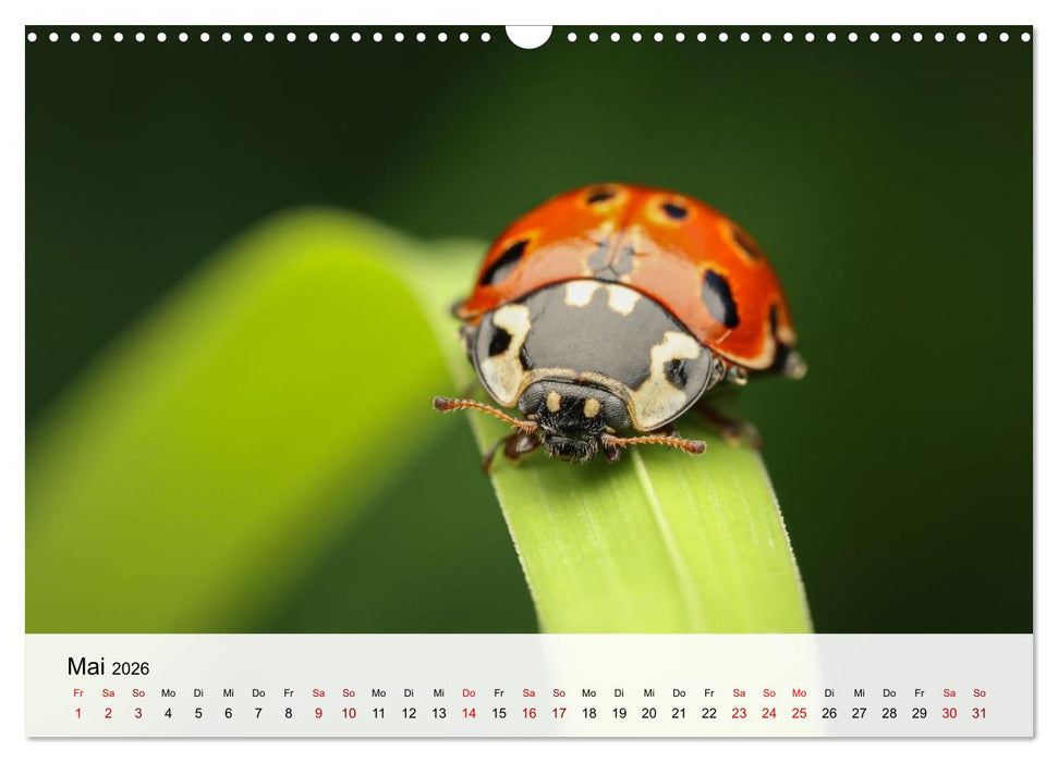 Verborgene Wunder (CALVENDO Wandkalender 2026)