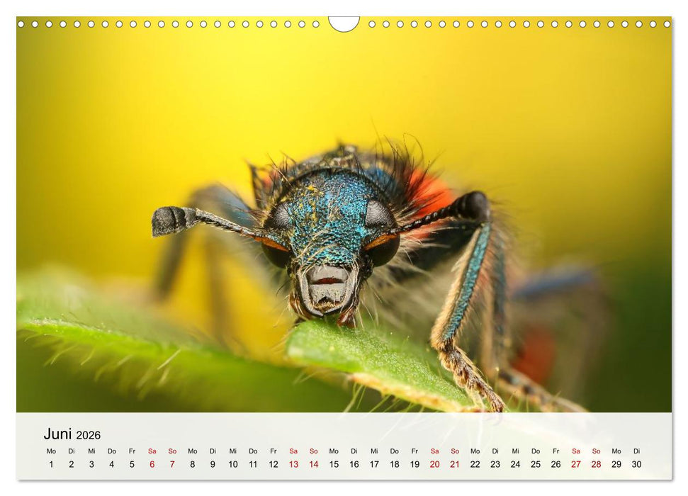 Verborgene Wunder (CALVENDO Wandkalender 2026)