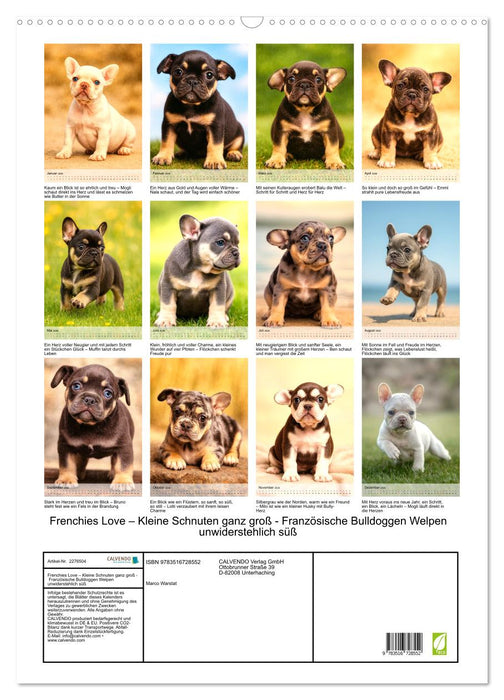 Frenchies Love – Kleine Schnuten ganz groß - Französische Bulldoggen Welpen unwiderstehlich süß (CALVENDO Wandkalender 2026)