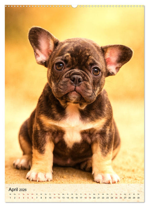 Frenchies Love – Kleine Schnuten ganz groß - Französische Bulldoggen Welpen unwiderstehlich süß (CALVENDO Wandkalender 2026)
