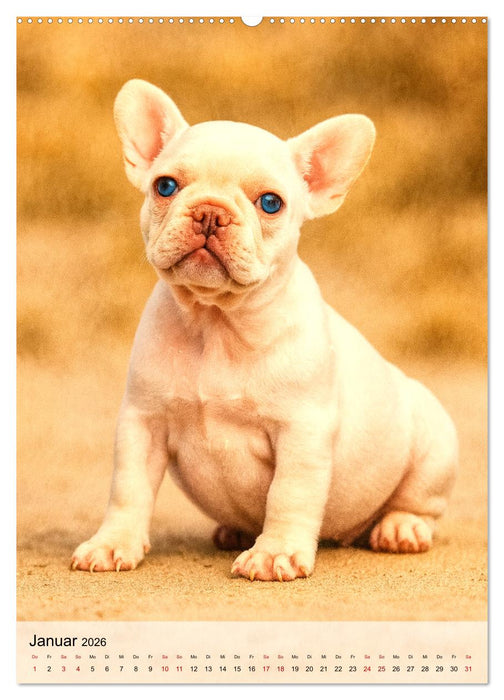 Frenchies Love – Kleine Schnuten ganz groß - Französische Bulldoggen Welpen unwiderstehlich süß (CALVENDO Premium Wandkalender 2026)