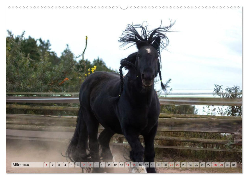 Colorful Horse Ranch – Wo Tinker posen und Ponys lächeln (CALVENDO Wandkalender 2026)