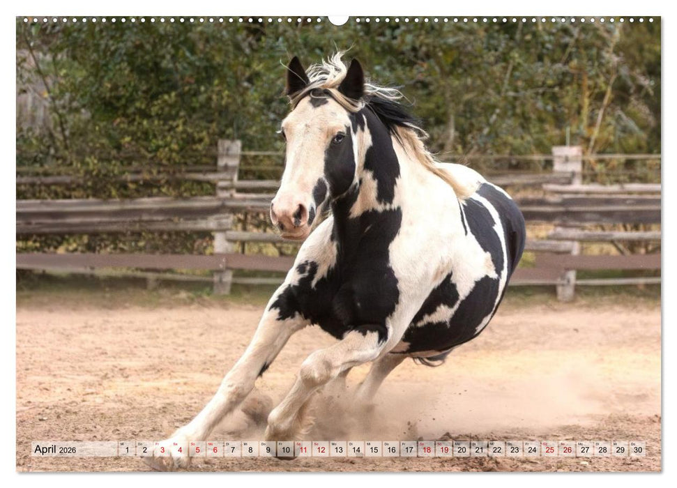 Colorful Horse Ranch – Wo Tinker posen und Ponys lächeln (CALVENDO Premium Wandkalender 2026)