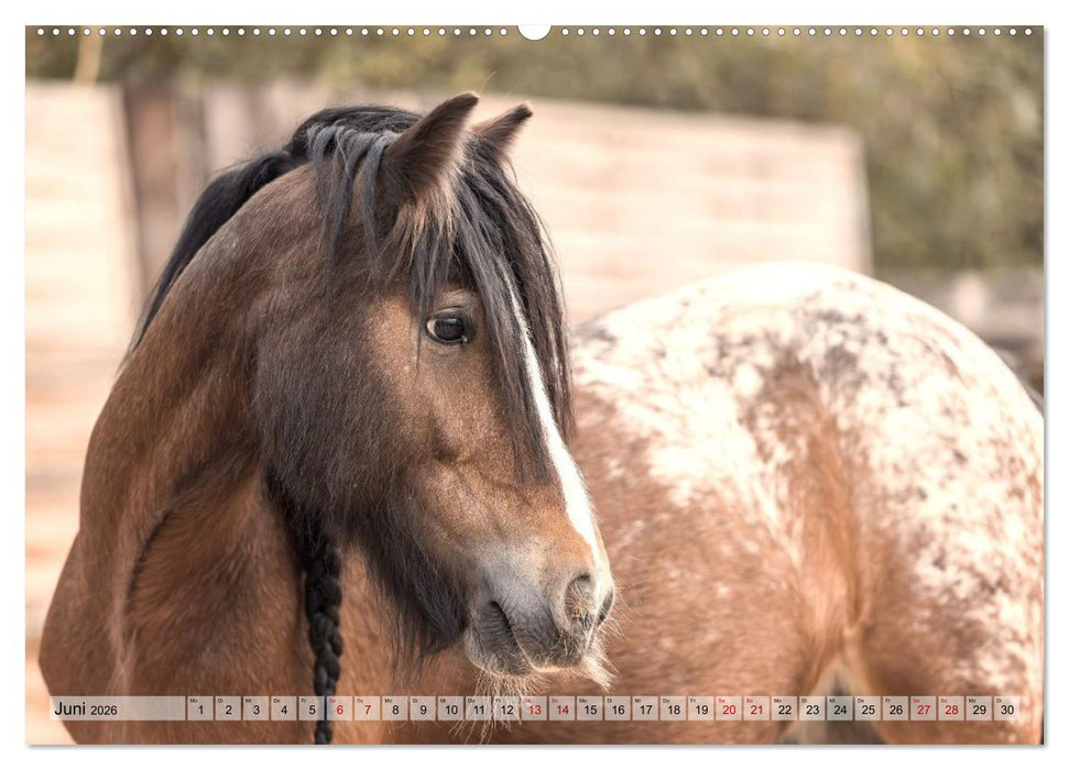 Colorful Horse Ranch – Wo Tinker posen und Ponys lächeln (CALVENDO Premium Wandkalender 2026)