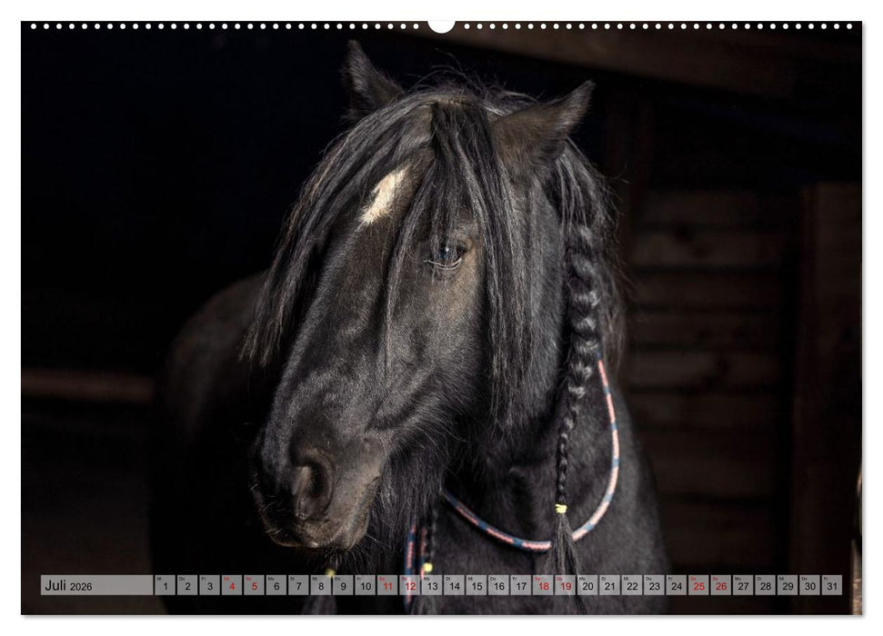 Colorful Horse Ranch – Wo Tinker posen und Ponys lächeln (CALVENDO Premium Wandkalender 2026)